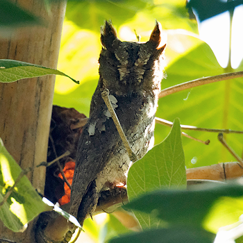 Oriental Scops-owl