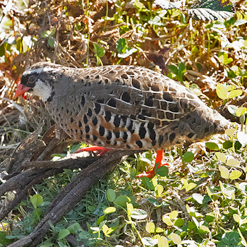 Painted Bush-quail