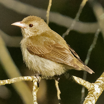 Pale-billed Flowerpecker