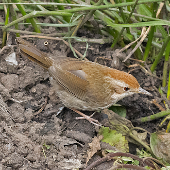 Puff-throated Babbler