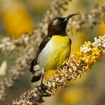 Purple-rumped Sunbird