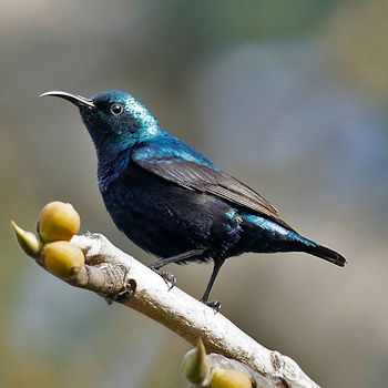 Purple Sunbird