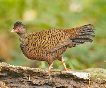 Red Spurfowl