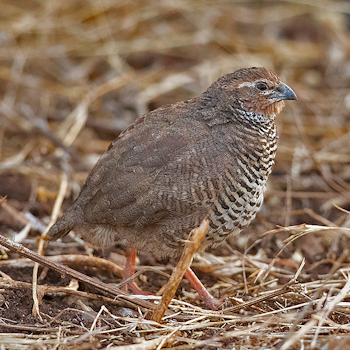 Rock Bush-quail