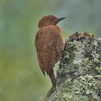 Rufous Woodpecker