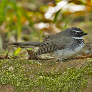 Spot-breasted Fantail