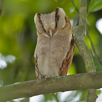 Sri Lanka Bay-owl