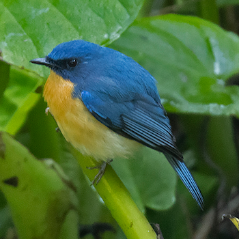 Tickell's Blue Flycatcher