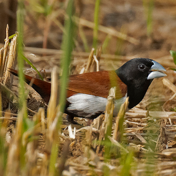 Tricoloured Munia