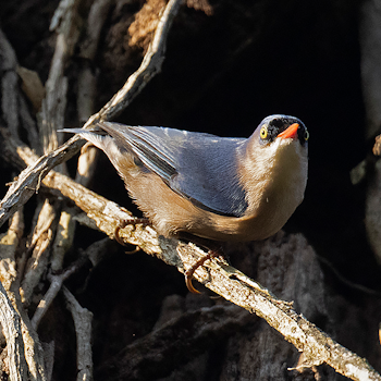 Velvet-fronted Nuthatch