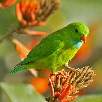 Vernal Hanging-parrot