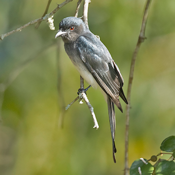 White-bellied Drongo