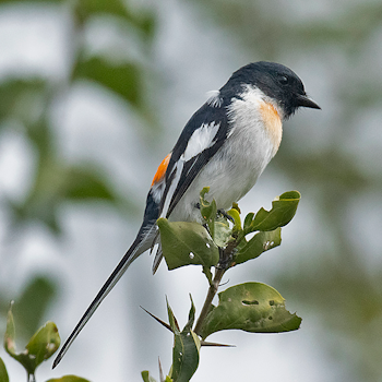 White-bellied Minivet
