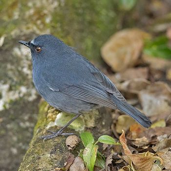 White-bellied Sholakili