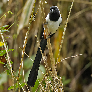 White-bellied Treepie