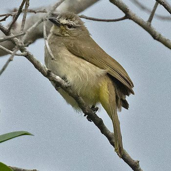 White-browed Bulbul