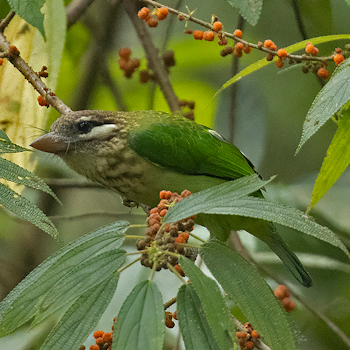 White-eared Barbet