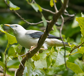 White-headed Starling