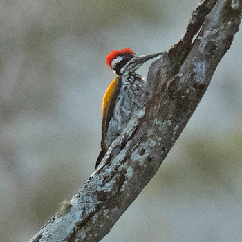 White-naped Woodpecker
