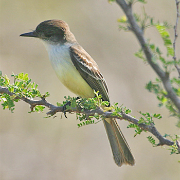 Stolid Flycatcher