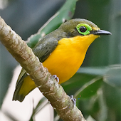 Yellow-bellied Wattle-eye