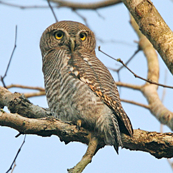 Asian Barred Owlet