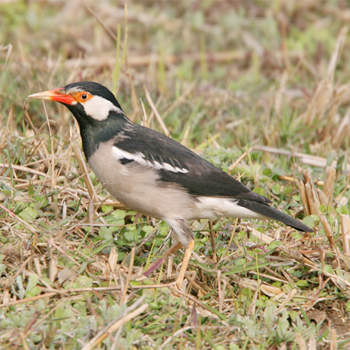 Asian Pied Starling