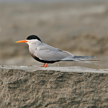 Black-bellied Tern