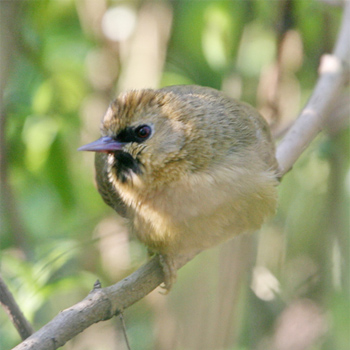 Black-chinned Babbler