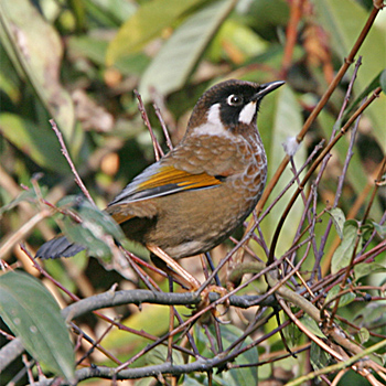 Black-faced Laughingthrush