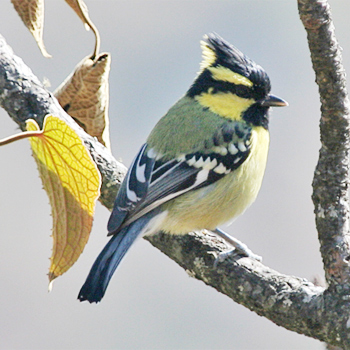Himalayan Black-lored Tit