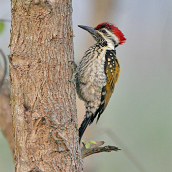 Black-rumped Flameback