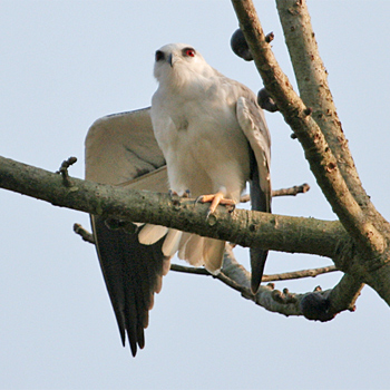Black-winged Kite
