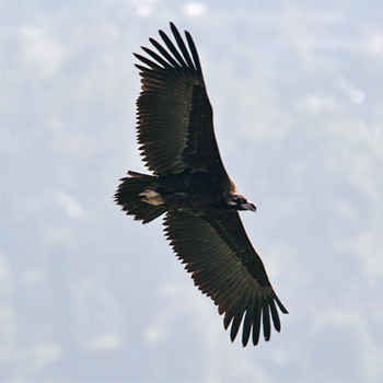 Black Vulture