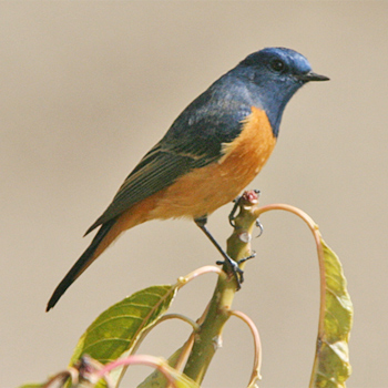 Blue-fronted Redstart