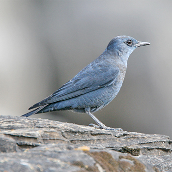 Blue Rock-thrush
