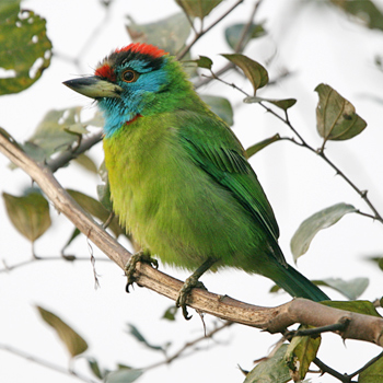 Blue-throated Barbet		
