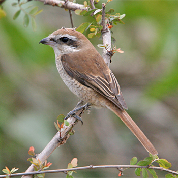 Brown Shrike