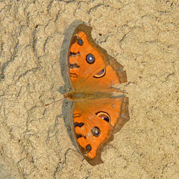 Peacock Pansy