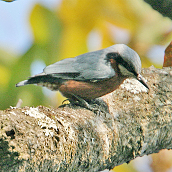 Chestnut-bellied Nuthatch