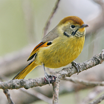 Chestnut-tailed Minla
