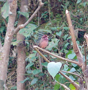 Dark-breasted Rosefinch