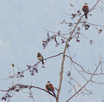 Black-throated and Chestnut Thrushes