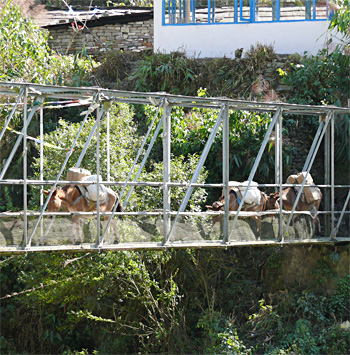 One of the many donkey trains seen going up and down the mountain