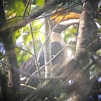 Great Hornbill