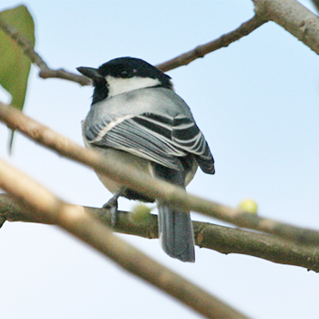 Cinereous Tit