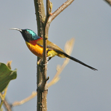 Green-tailed Sunbird