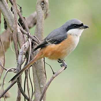 Grey-backed Shrike