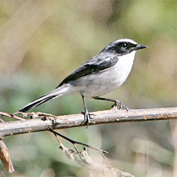 Grey Bushchat