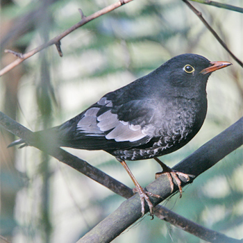 Grey-winged Blackbird